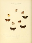 Phystis