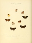 Telenassa