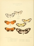 Megoleria