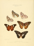 Lamasia
