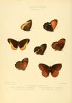 Corderopedaliodes
