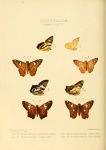 Myscelus