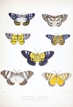 Pterothysanus