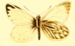 Infraphulia