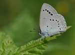 Iolana