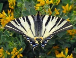 Подсемейство: Papilioninae

	Триба: Graphiini

	Ификлиды,