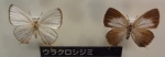 Iratsume