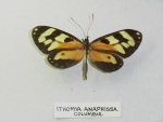 Подтриба:  Ithomiina

	Итомия,