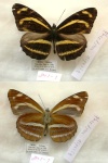 Phaedyma