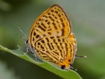 Japonica