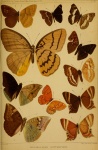 Melanocyma