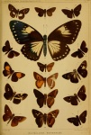 Pseudokerana