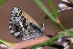 Neolucia