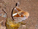 Thauria