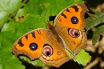 Триба: Junoniini

	Junonia