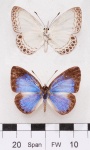 Lycaenopsis
