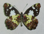 Leodonta