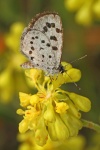 Philotiella