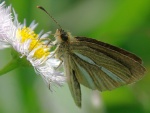 Leptalina