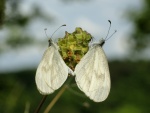 Подсемейство: Dismorphiinae

	Триба: Leptideini

	Leptidea