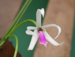Leptotes