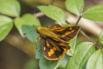 Potanthus