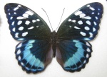 Lexias