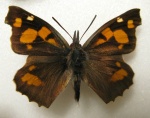 Подсемейство: Libytheinae

	Носатки,