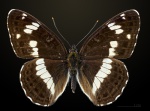 Lelecella