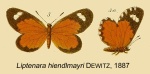 Liptenara
