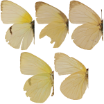 Kricogonia