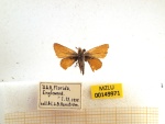 Copaeodes