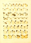 Piercolias