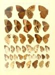Capronnieria