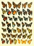Pseudocroniades