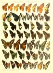 Azonax