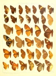 Sarmientola