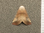 Mesotaenia