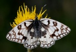 Триба: Melanargiini

	Melanargia