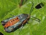 Melittia