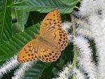 Damora