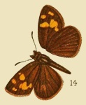 Metisella