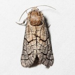 Miacora