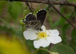 Scolitantides