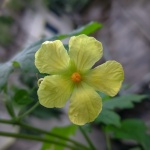 Peria