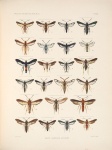 Podosesia