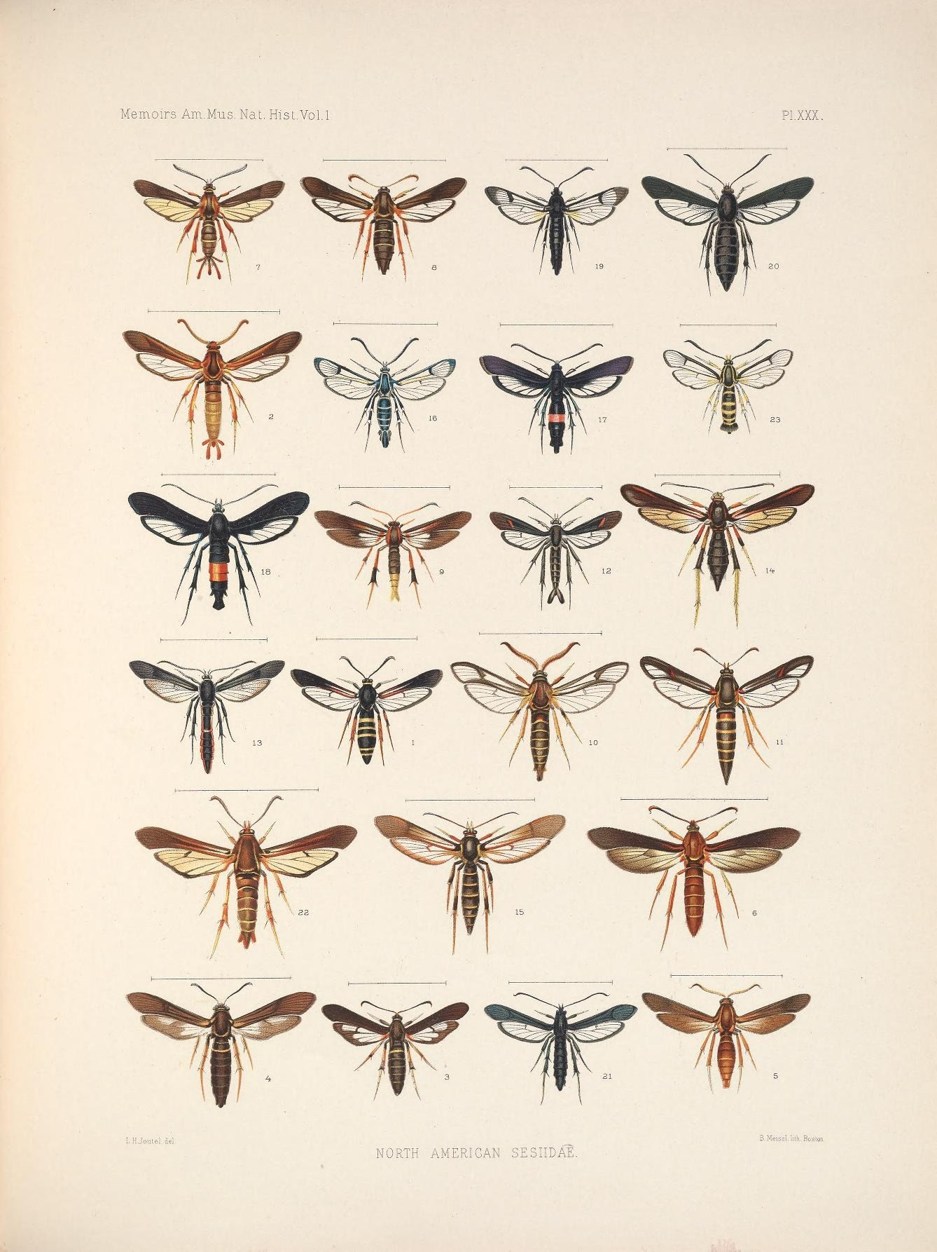 Podosesia