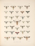Osminia