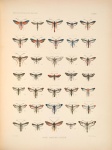 Calasesia