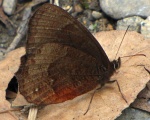 Pedaliodes